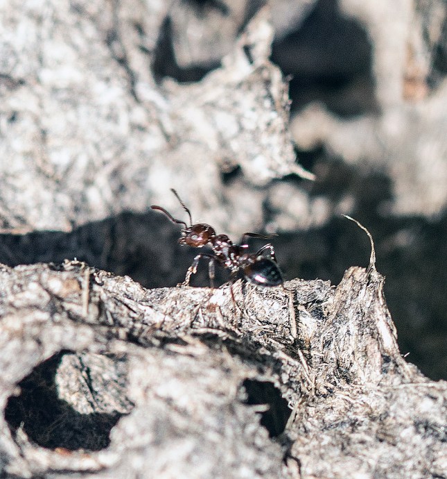 ant