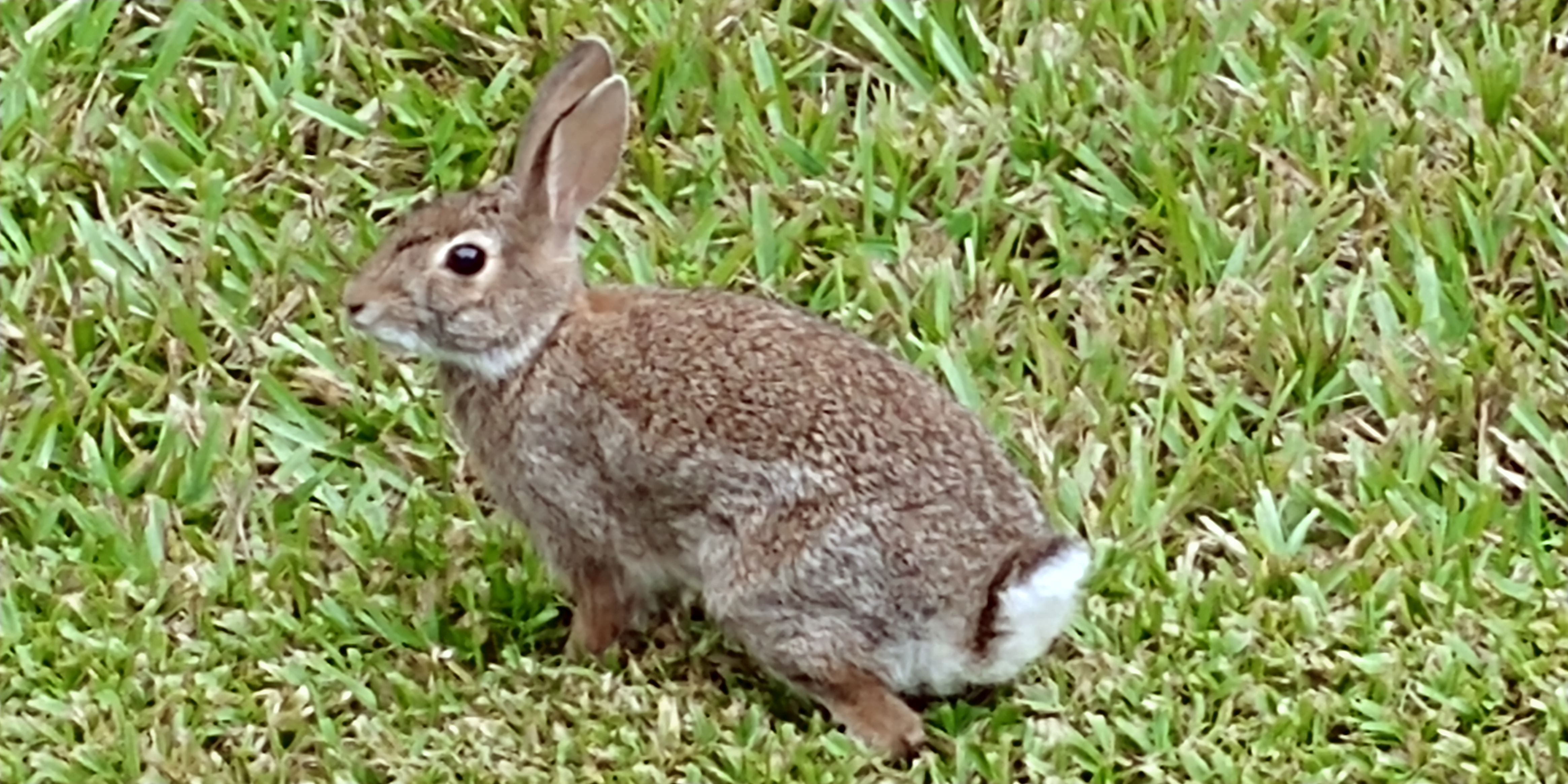 bunny