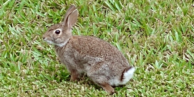bunny