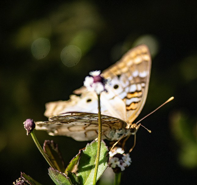 peacock2