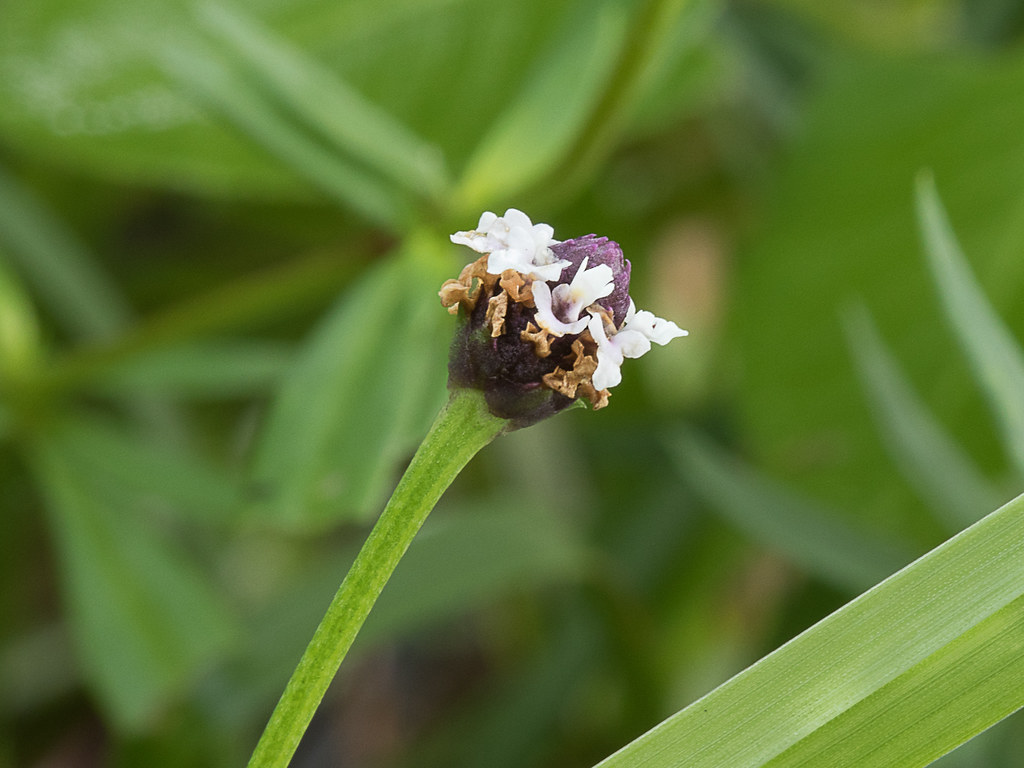 phyla close