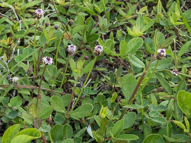 phyla medium