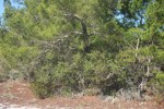 Nurse trees, seed rains, and arboreal&nbsp;facilitation