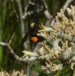 Flower Benefits to Bees:  Nectar, Oil…and pollen for warning&nbsp;coloration?