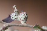 Dwarf Live Oak, a Quirky Little&nbsp;Quercus