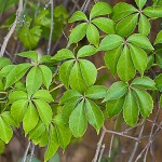 Do Vines Shun Large Lichen&nbsp;Patches?