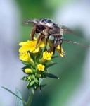 Hypericum Marsh…the Real Gritty&nbsp;Nitty