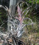 Tillandsias: Woolly Coats&nbsp;Tonight