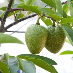 Pond Apple Has a Wavy Ventilation&nbsp;Grille