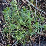 Combleaf Mermaid Weed, Weird in the&nbsp;Wetlands