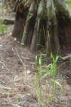 ANNOUNCING! For the three people in the world who care…our old grass site (dating from 2004) is back online under a new url:   www.floridagrassesandsedges.net