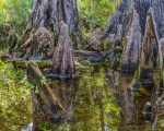 Up and Downs in the Bald Cypress&nbsp;Swamp