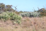 Saw Palmetto: Silver, Green, and In&nbsp;Between